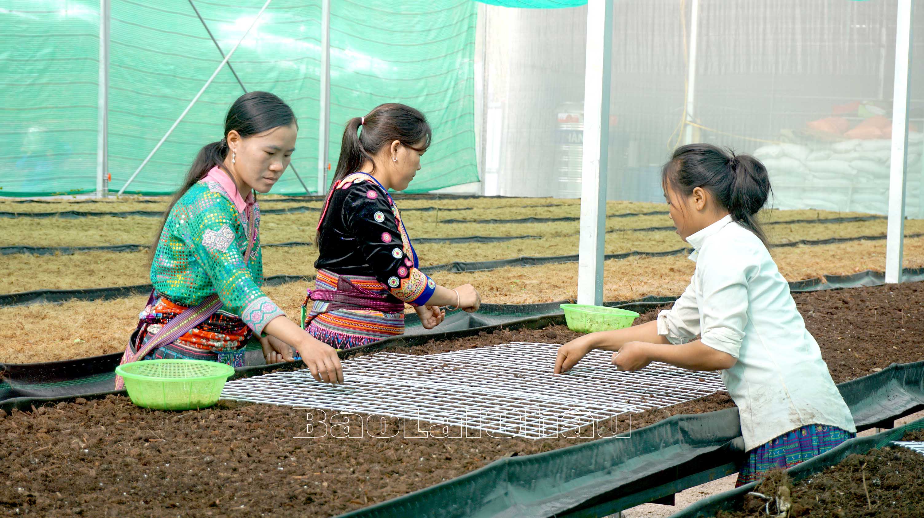 Qua công tác tuyên truyền, vận động, định hướng, hội viên, phụ nữ huyện Sìn Hồ đã chủ động tìm kiếm việc làm tại các doanh nghiệp đứng trân trên địa bàn để nâng cao thu nhập.
